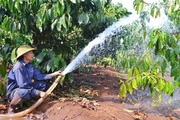 Vì sao ngay bây giờ nông dân Gia Lai phải ra sức tưới cà phê, mỗi gốc cây cà phê tưới bao nhiêu lít nước?