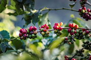 Giá cà phê Robusta tăng vọt, cà phê nội gần chạm mốc 43.000 đồng/kg