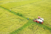 Hỗ trợ người trồng lúa không thấp hơn 50% kinh phí