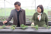 Video: Mô hình cây ăn quả trên địa bàn Sơn La được Phó Chủ tịch Trung ương Hội Nông dân Việt Nam đánh giá cao