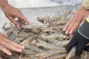 Doanh nghiệp phải cạnh tranh với tư thương mua... tôm oxy