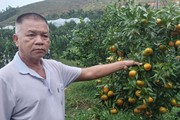 Bỏ cai vàng, về quê “thu vàng” ở trang trại cam trên núi