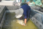 Nuôi cá ở Thái Bình, một nông dân bắt bán 100 tấn, có con cá chép giòn to nặng 7kg