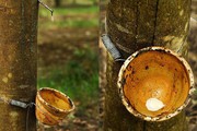 Giá cao su hôm nay 4/1: Giá cao su tăng mạnh, thị trường phủ sắc xanh