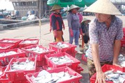 Thu nhập tiền tỷ từ đánh bắt xa bờ ở Thừa Thiên Huế