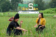 NÔNG SẢN LÊN SÀN: Tỏi đen Yên Châu - vị thuốc quý chữa bách bệnh của dân gian