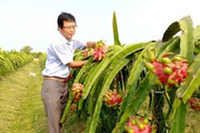 Trồng thanh long sạch kiểu giàn chữ T, anh nông dân xuất khẩu "tì tì" sang trời Âu