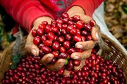 Bất ổn, giá cà phê kỳ hạn giảm, cà phê trong nước tiếp tục xuống giá