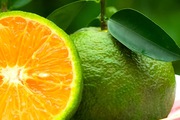 Rõ khổ, cam sành rớt giá chưa từng có ở Vĩnh Long, tiếng kêu "giải cứu" từ vườn ra tới sạp