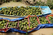Nông dân Vĩnh Long lo âu vì cam rớt giá thảm