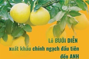 Lô bưởi Diễn xuất khẩu chính ngạch đầu tiên đến Anh