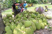 Đồng Tháp Mười: Khóm được giá, nông dân vui mừng phấn khởi