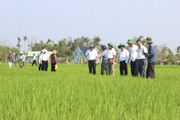 Nông dân Quảng Nam kỳ vọng vụ mùa bội thu khi bón phân hữu cơ sông Gianh