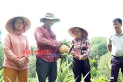 Thơm tây thực ra là quả gì mà nông dân Bình Phước cứ trồng nhiều nhiều là thu hàng trăm triệu?