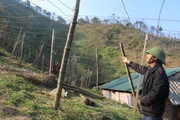 Diện tích rừng ở Sa Pa bị lấn chiếm trồng su su