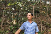 Vụ cây quế tự dưng bị cháy lá tại Bảo Thắng của  Lào Cai, Chủ tịch huyện trao đổi với Báo Dân Việt