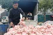 Mang danh giải cứu là tiếp tay cho mua gian, bán lận, ép giá, hạ thấp nông sản của nông dân