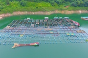 Mục sở thị trại cá lồng VietGAP lớn nhất lòng hồ Hòa Bình