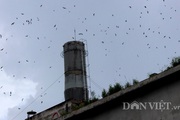 Xử phạt lĩnh vực nuôi chim yến, sử dụng loa dẫn dụ chim yến thế nào thì bị phạt? 