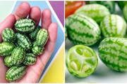 Kỳ bí loại quả vẻ ngoài dưa hấu mini, bên trong lại hương vị dưa chuột