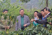 Sơn La: Canh tác cà phê thông minh