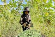 Cả làng ở Gia Lai khá giả nhờ trồng rau xanh, giàn đậu cô ve đẹp như phim, nhìn đâu cũng thấy trái