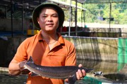 Vườn Quốc gia Phước Bình ở Ninh Thuận (Kỳ 4): Lạ chưa, nuôi cá nước lạnh to bự giữa vùng nắng nóng