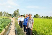 Đồng Tháp: Trồng lúa hữu cơ, chi phí giảm, lợi nhuận đảm bảo, nông dân khỏe