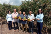 Hội Nông dân tỉnh Bình Thuận hướng về cơ sở giúp hội viên liên kết sản xuất