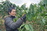 Sơn La: Phục sức hàng chục nghìn ha cà phê sau thu hoạch