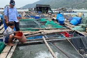 Không có việc cá nuôi lồng bè, hàu, vẹm xanh chết hàng loạt ở xã đảo Hòn Tre của Kiên Giang, chỉ chết rải rác