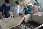 Hà Tĩnh: Nông dân Hồng Lĩnh thi đua sản xuất kinh doanh giỏi, có nông dân nuôi lươn không bùn thu nửa tỷ/năm