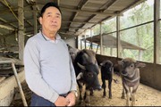Một ông nông dân Thái Nguyên "tằng tằng" kiếm hàng trăm triệu/năm nhờ nuôi trâu khỏe 20 con, trồng keo Úc