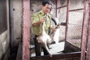 TP.HCM: Người dân bàn giao 5 cá thể khỉ cho Chi cục Kiểm lâm TP