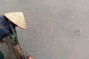 Nuôi "con trời cho" ở Hải Phòng, tới mùa nổi như vỏ trấu ngoài ruộng, nhà giàu săn lùng mua