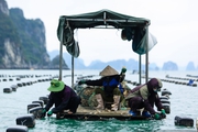 Vì sao có 445 cơ sở sản xuất nhưng mỗi năm Việt Nam vẫn phải nhập 5 triệu con giống cho nuôi biển?