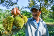 Cảnh báo việc ồ ạt phá vườn trồng sầu riêng