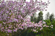 Con đường hoa ban nở rực rỡ, quay phim, chụp ảnh đẹp phát hờn giữa thành phố lớn nhất Hải Dương