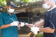 Campuchia có ca nhiễm cúm gia cầm H5N1: Người tiêu dùng hoàn toàn yên tâm tiêu thụ gia cầm rõ nguồn gốc