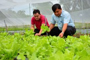 Rủ nhau trồng rau an toàn, không phân bón, thuốc hóa học, nhóm nông dân bán chạy vèo vèo