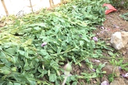 Bắt quả tang đối tượng "Canh tác cây thuốc phiện để… chữa bệnh"