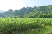 Cây Gai xanh - tiềm năng mới tại huyện vùng cao Sơn La