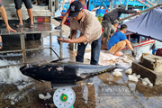 Tỉnh Khánh Hòa được đoàn kiểm tra EC đánh giá cao trong việc chống khai thác IUU