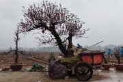 Người trồng đào ở Hà Nội dầm mưa phục hồi đào sau Tết