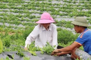 Doanh nghiệp phải đăng ký trước khi xuất khẩu dược liệu sang thị trường Trung Quốc