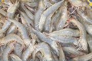 Nhiều người nuôi tôm ở miền Tây khát vốn