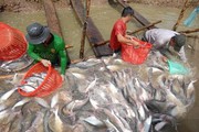 Giá nông sản sau tết, loại cá này ở Tiền Giang hút hàng, đủ cân đủ lạng xúc lên thương lái "khuân" hết sạch