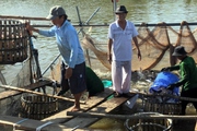 Cá tra thương phẩm hút hàng, giá tăng cao sau Tết Nguyên đán