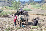 Sơn La: Trồng thứ cây gặm đâu cũng ngọt lừ, ô tô đến chở ùn ùn, gặp giá tốt, nông dân  rủng rỉnh tiền