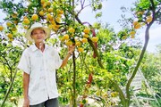 Giá quýt hồng Lai Vung giảm mạnh